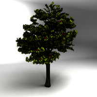 Deciduous Tree Icon